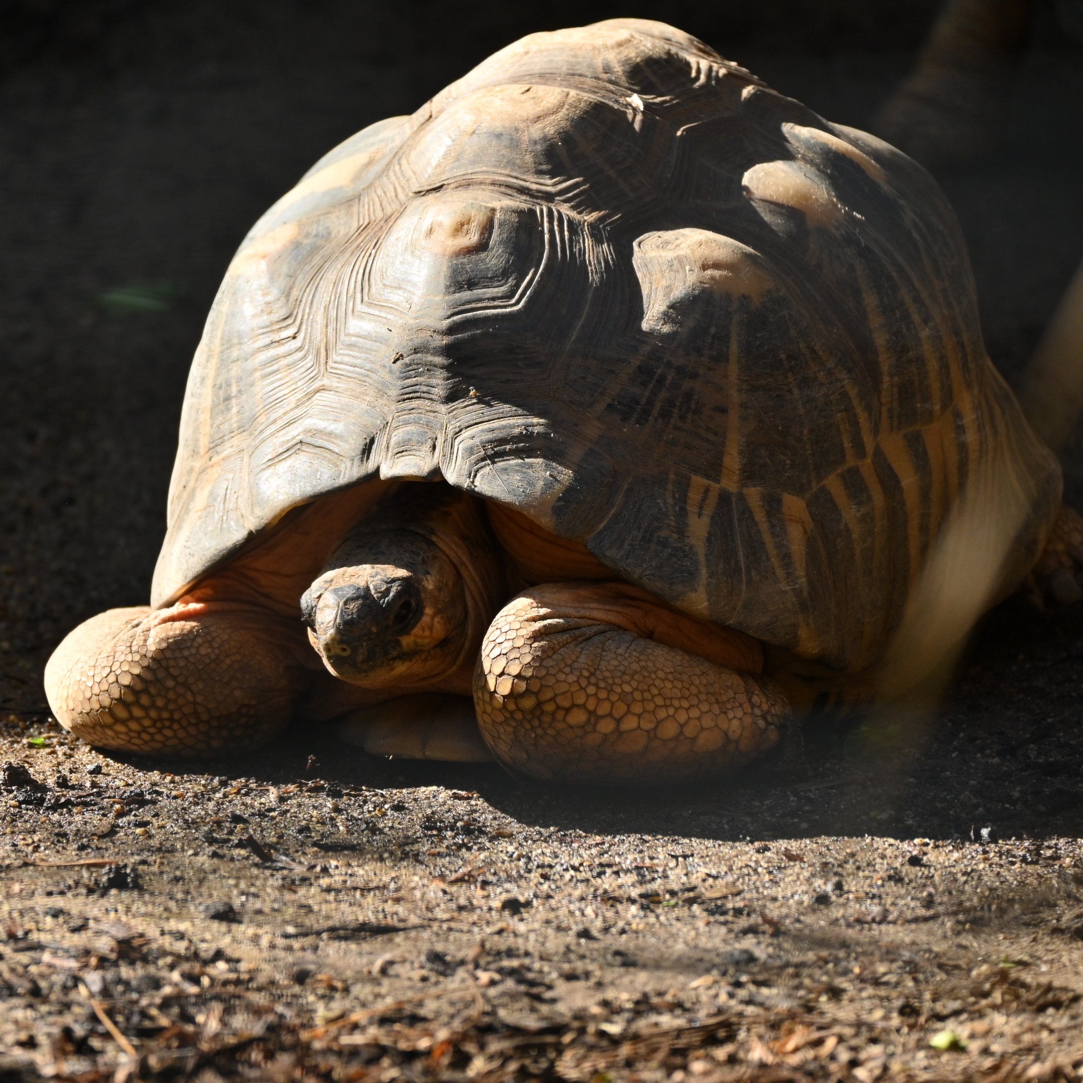 Madagascar Radiated Tortoise