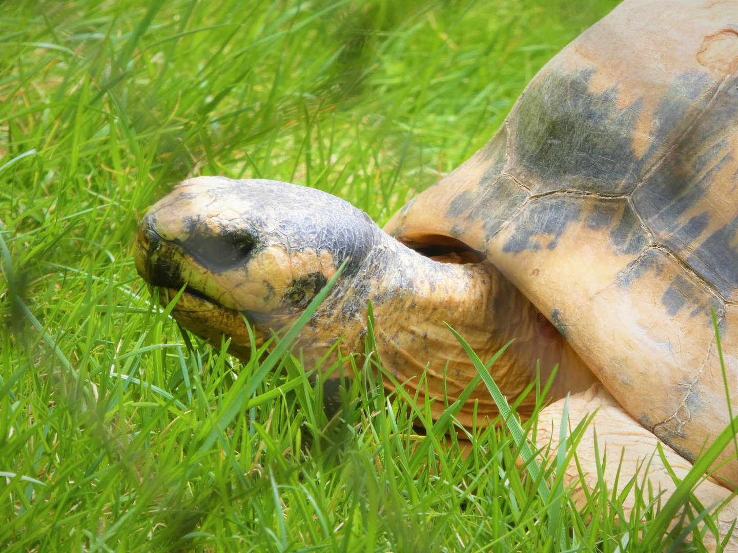 Madagascar - Radiated Tortoise