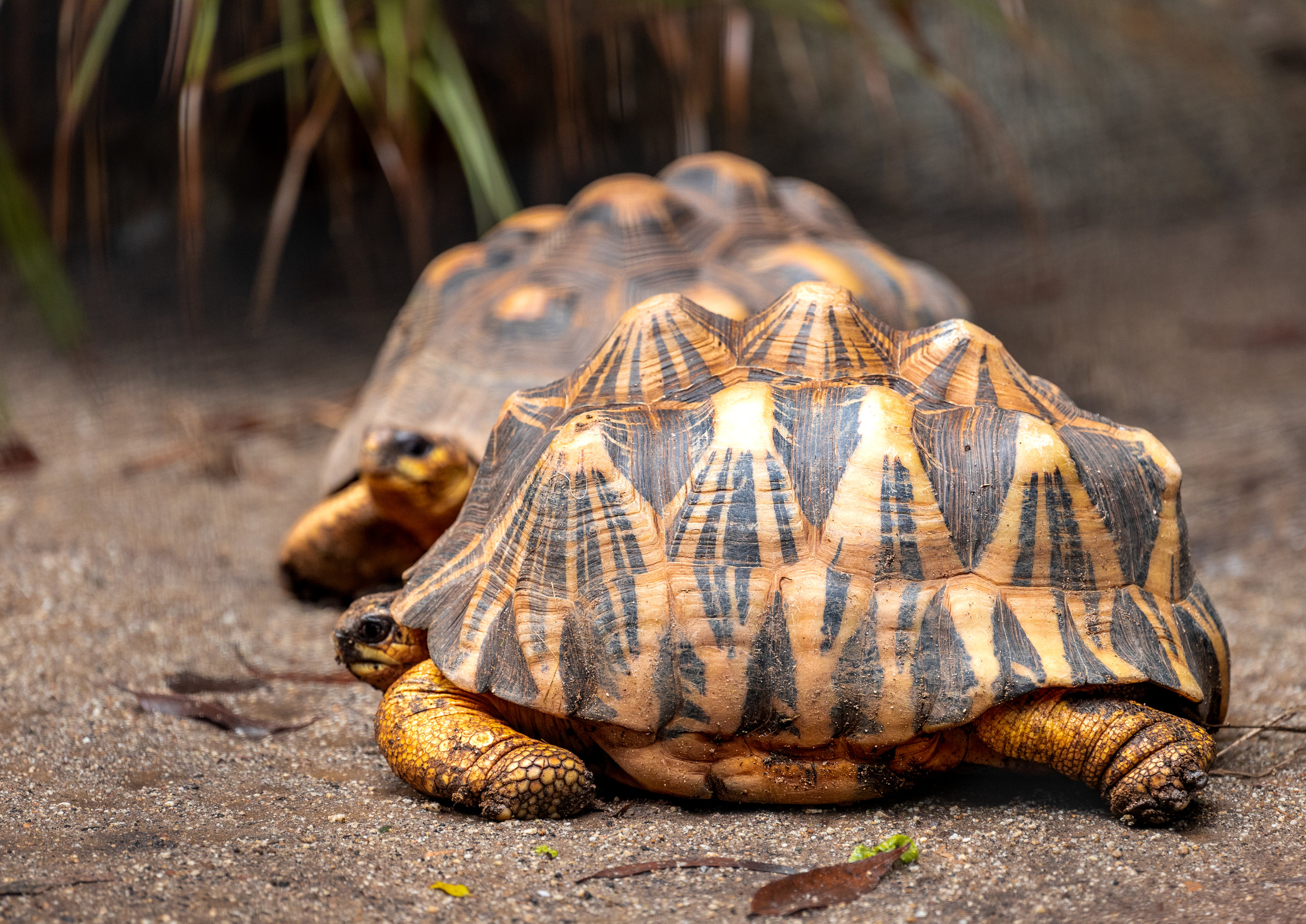 Madagascar Radiated Tortoise
