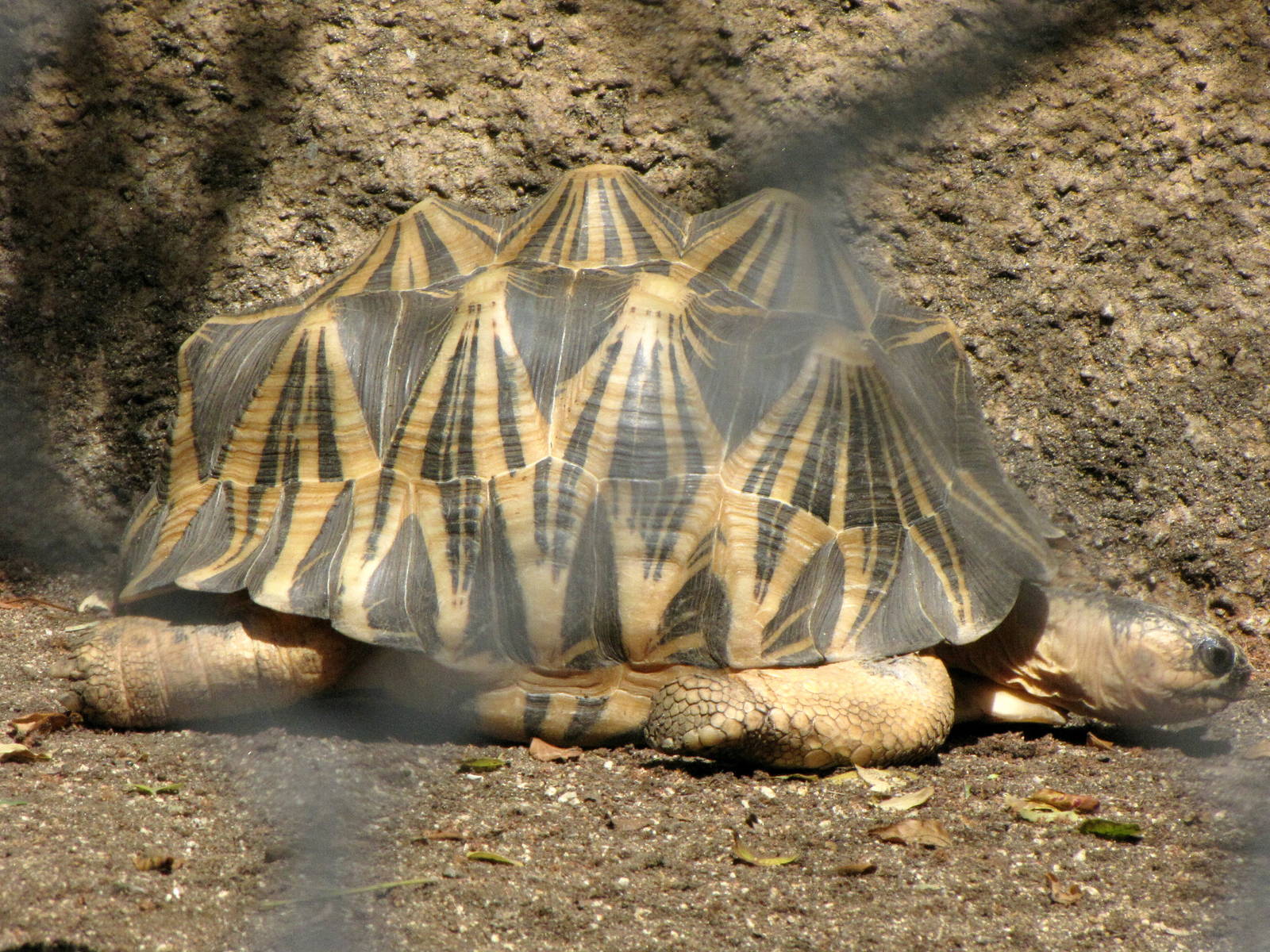 Madagascar Radiated Tortoise