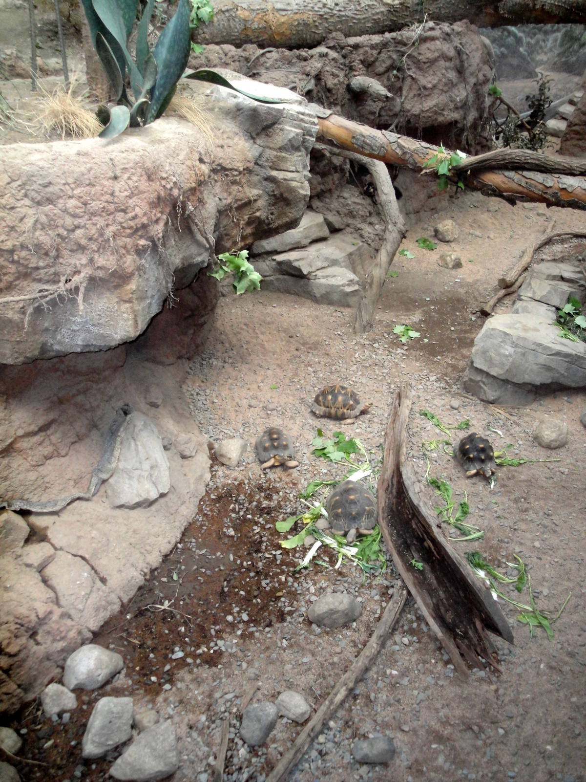 Madagascar - Radiated Tortoises in the Spiny Forest