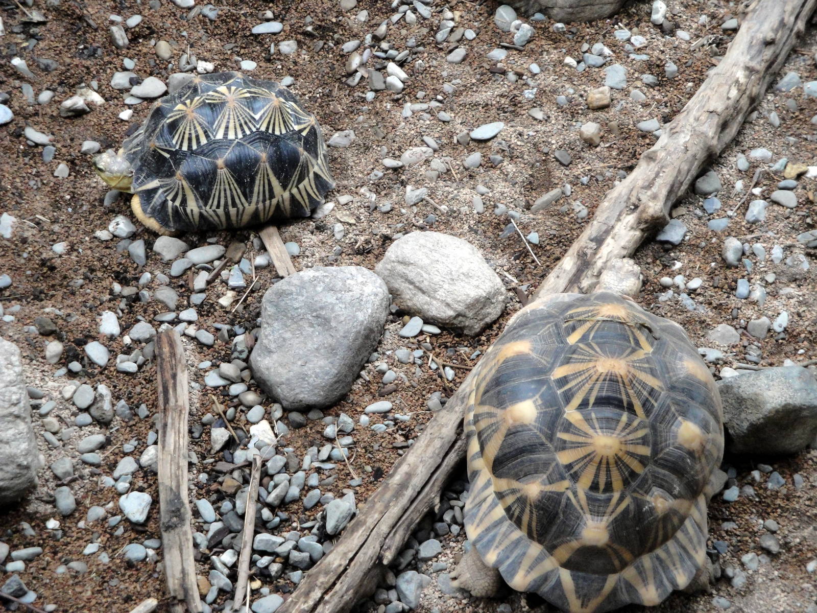 Madagascar - Radiated Tortoises