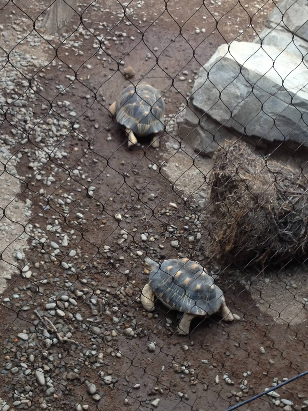 Madagascar! - Radiated Tortoises