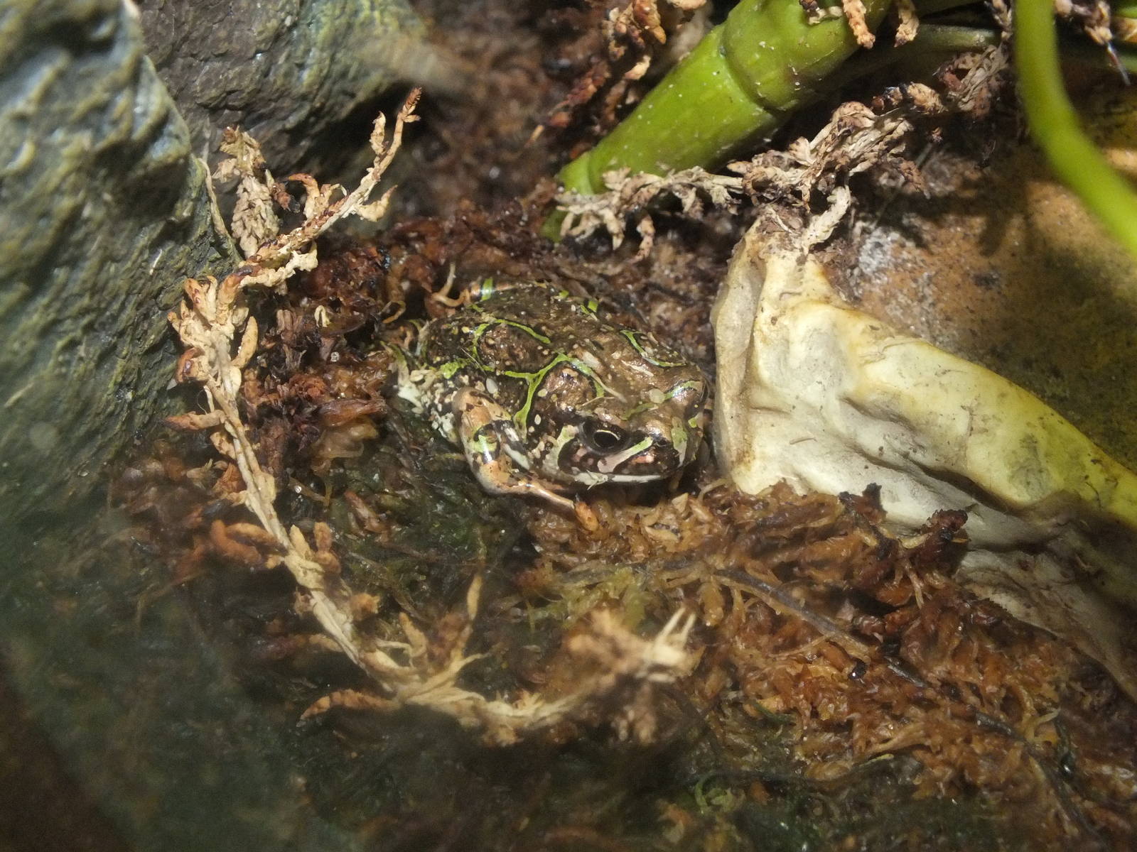 Madagascar Rain Frog (Scaphiophryne madagascariensis) at Birmingham Nature