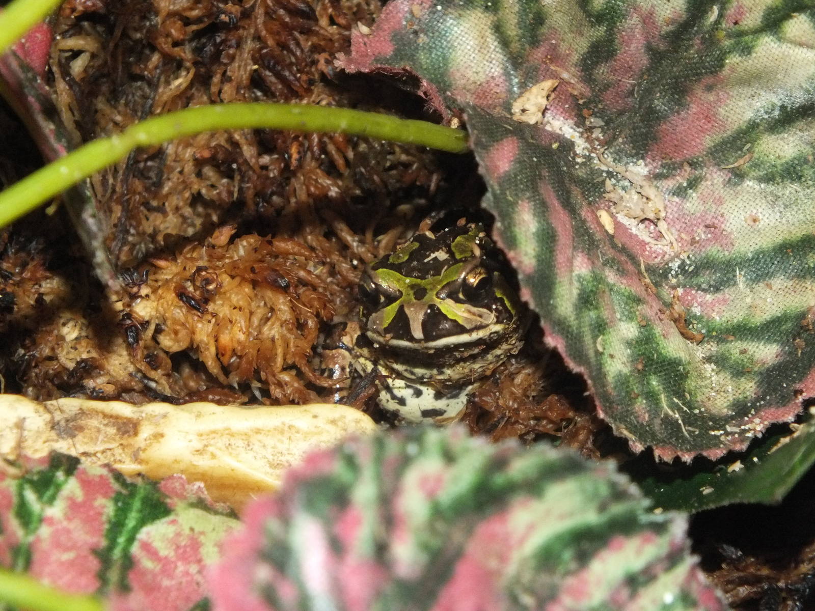 Madagascar Rain Frog (Scaphiophryne madagascariensis) at Birmingham Nature