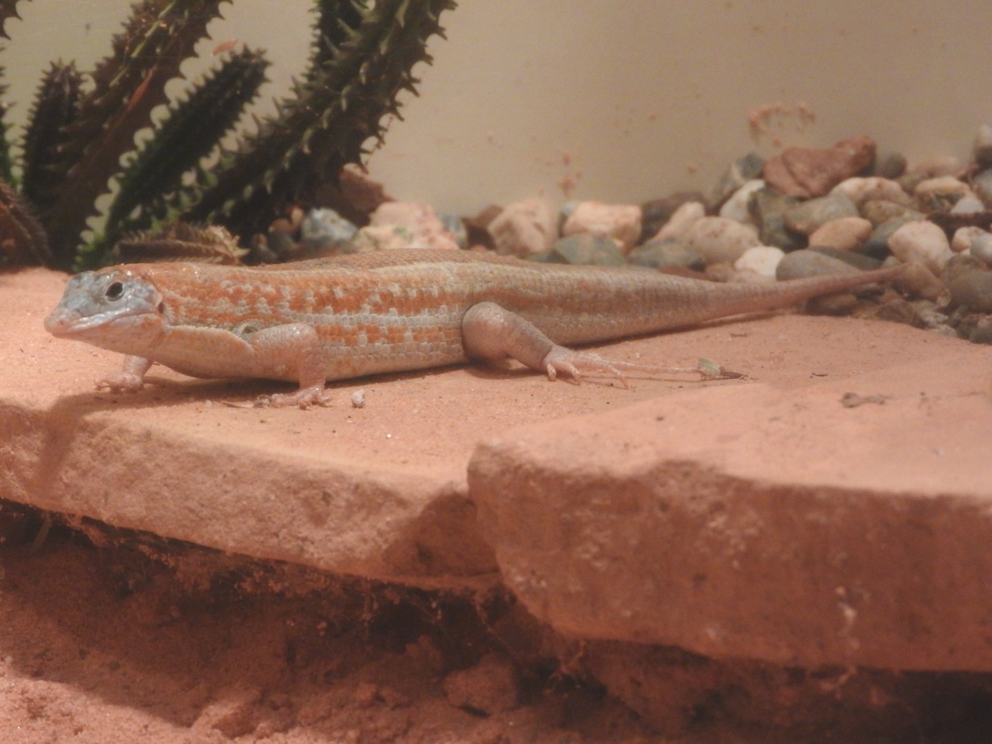 Madagascar Rainbow Sand Lizard
