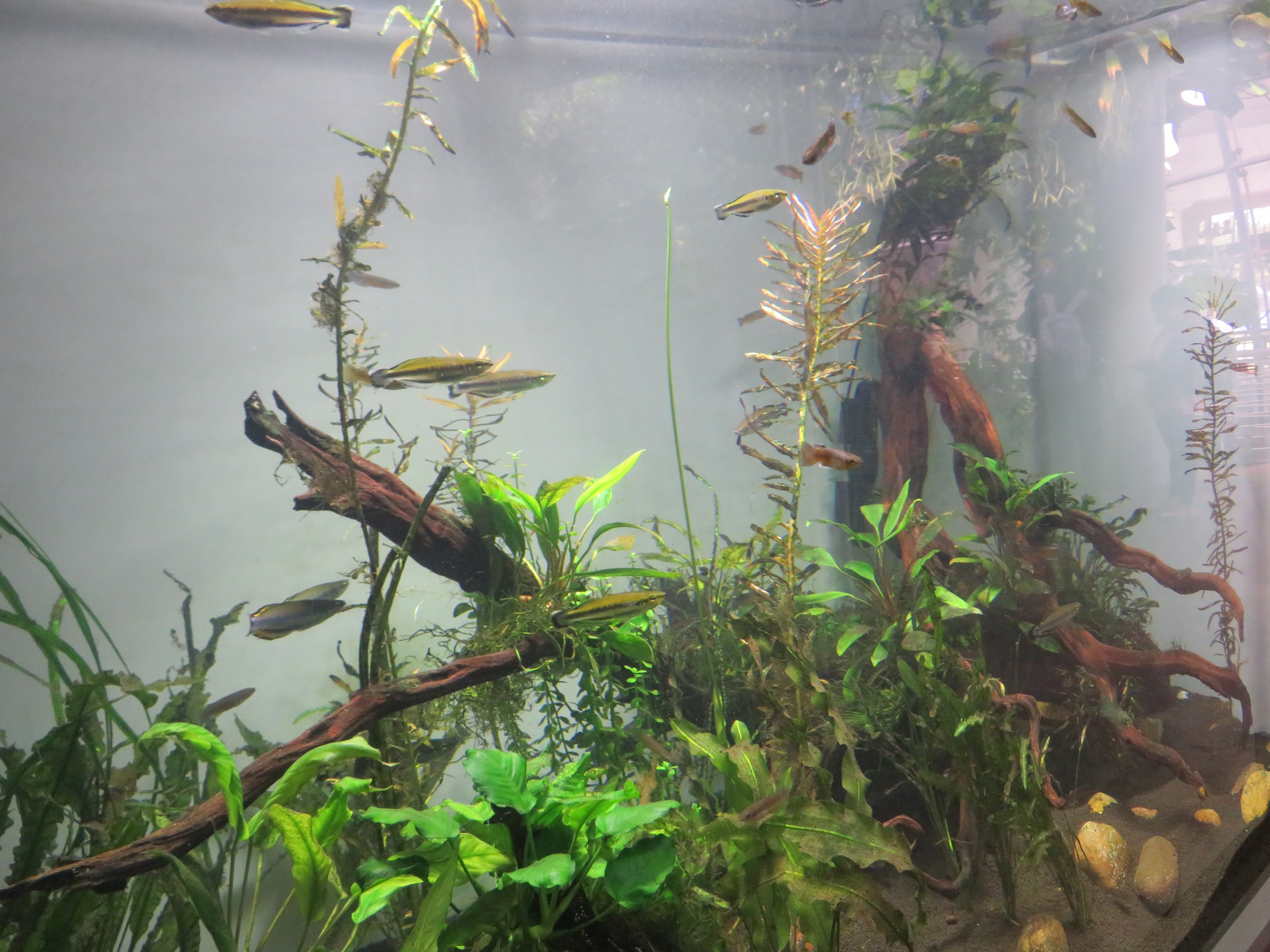 Madagascar Rainbowfish and Killifish