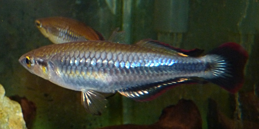 Madagascar rainbowfish, Bedotia geayi