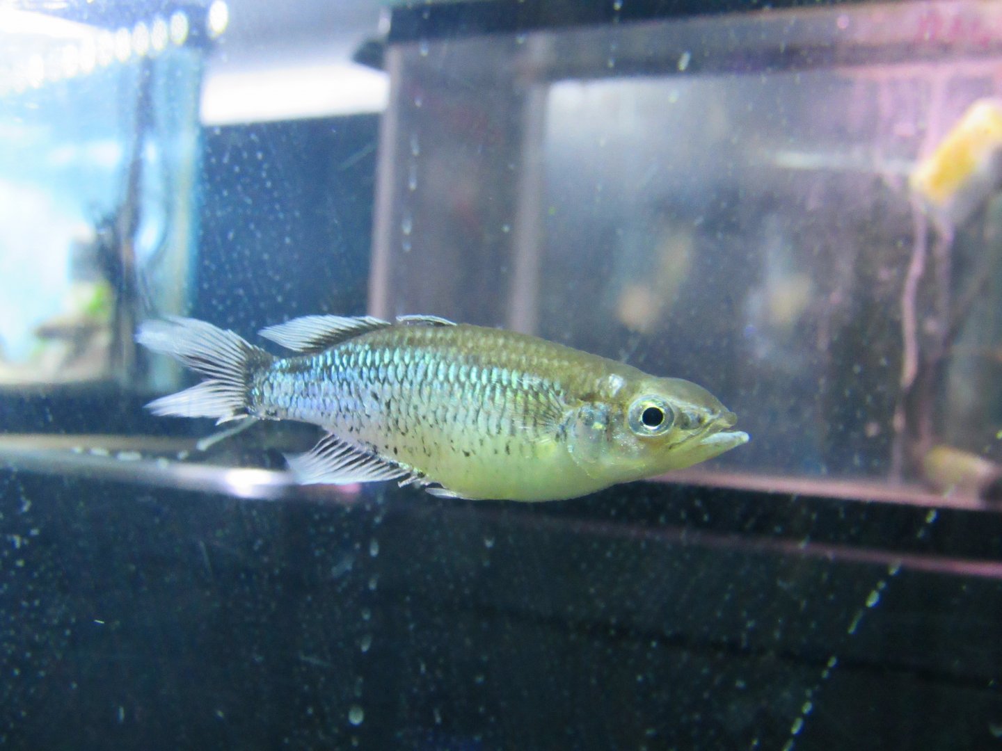 Madagascar rainbowfish