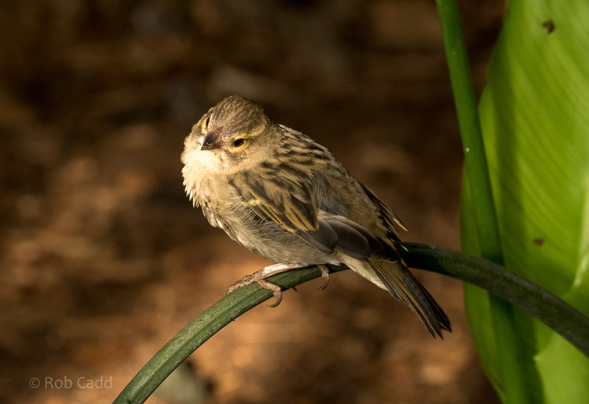 Madagascar red fody : Cotswold WP : 16 Jan 2016