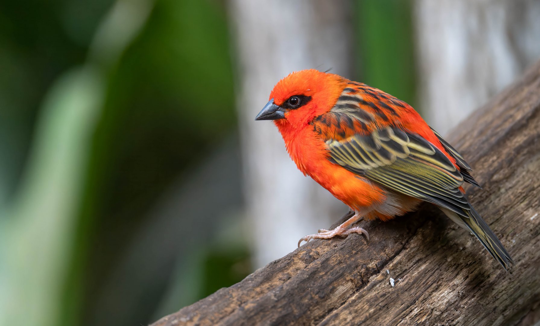 Madagascar / Red Fody, CWP, UK