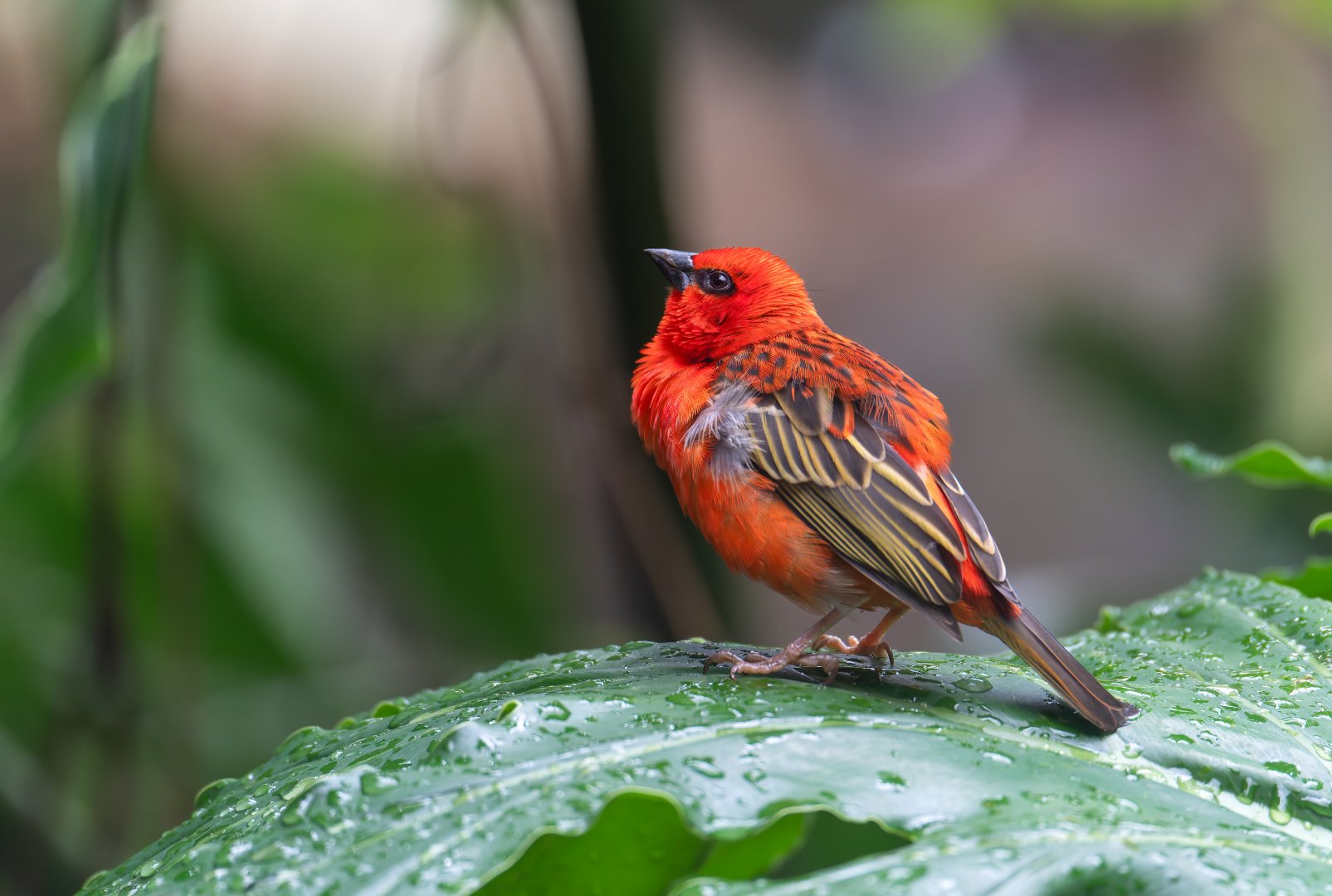 Madagascar / Red Fody, CWP, UK