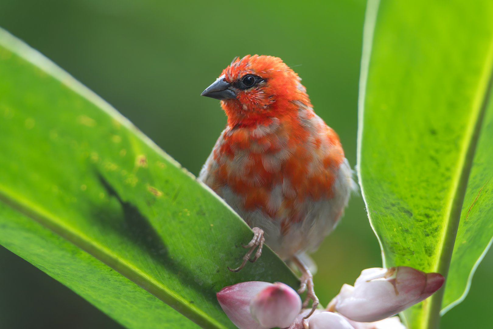Madagascar Red Fody, CWP, UK
