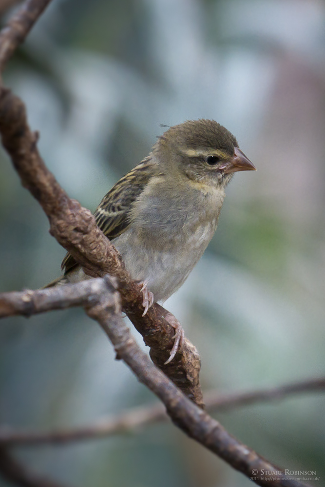 Madagascar Red Fody Fledgling - 12/10/2011