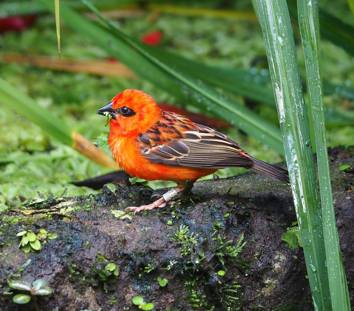 Madagascar red fody (Foudia madagascariensis), 2023-10-07