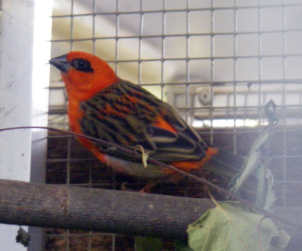 Madagascar Red Fody (Foudia madagascariensis)