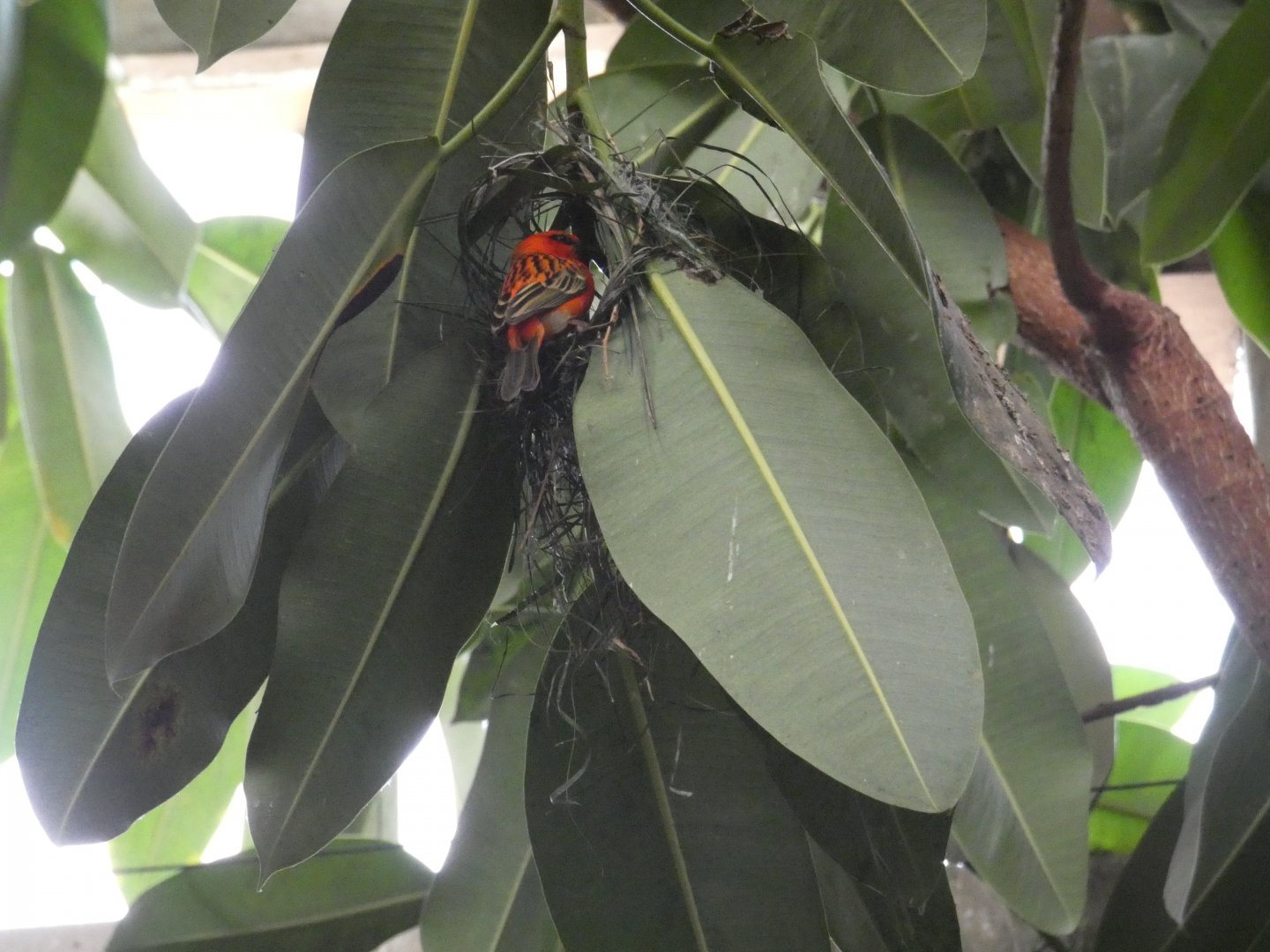Madagascar Red Fody nest building