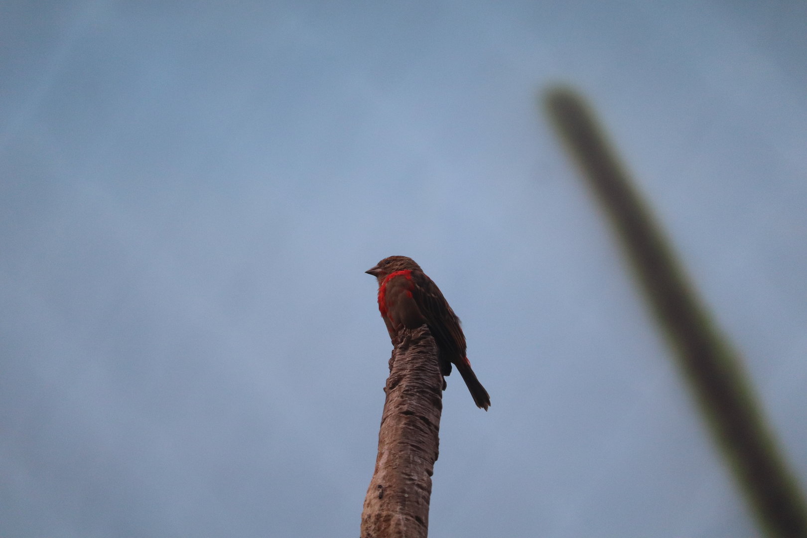 Madagascar! - Red Fody