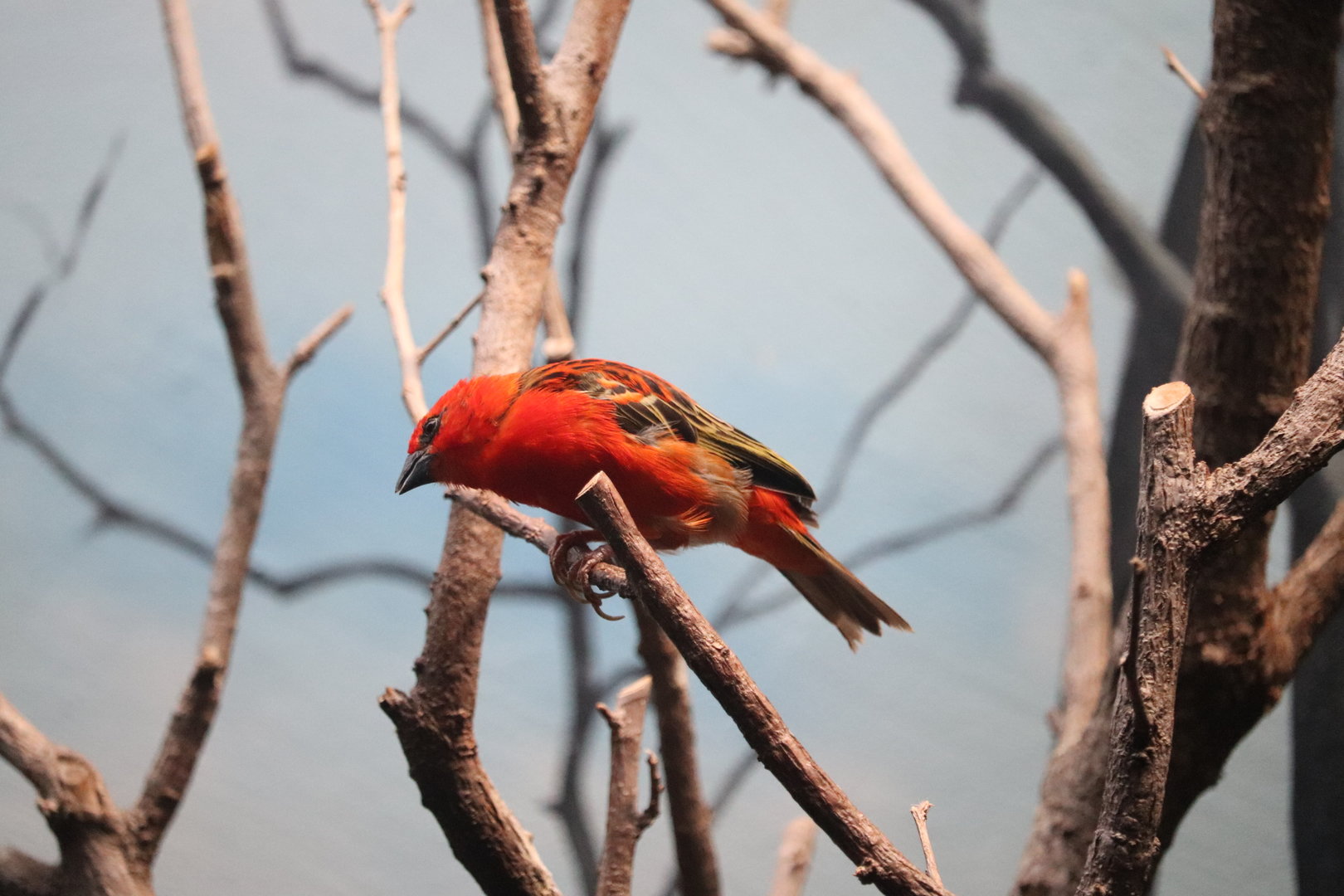 Madagascar! - Red Fody