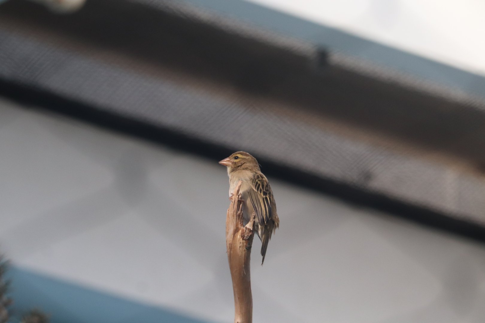 Madagascar! - Red Fody