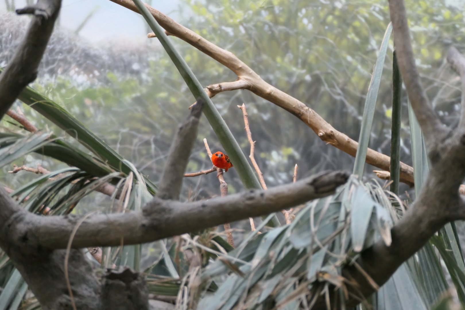 Madagascar! - Red Fody