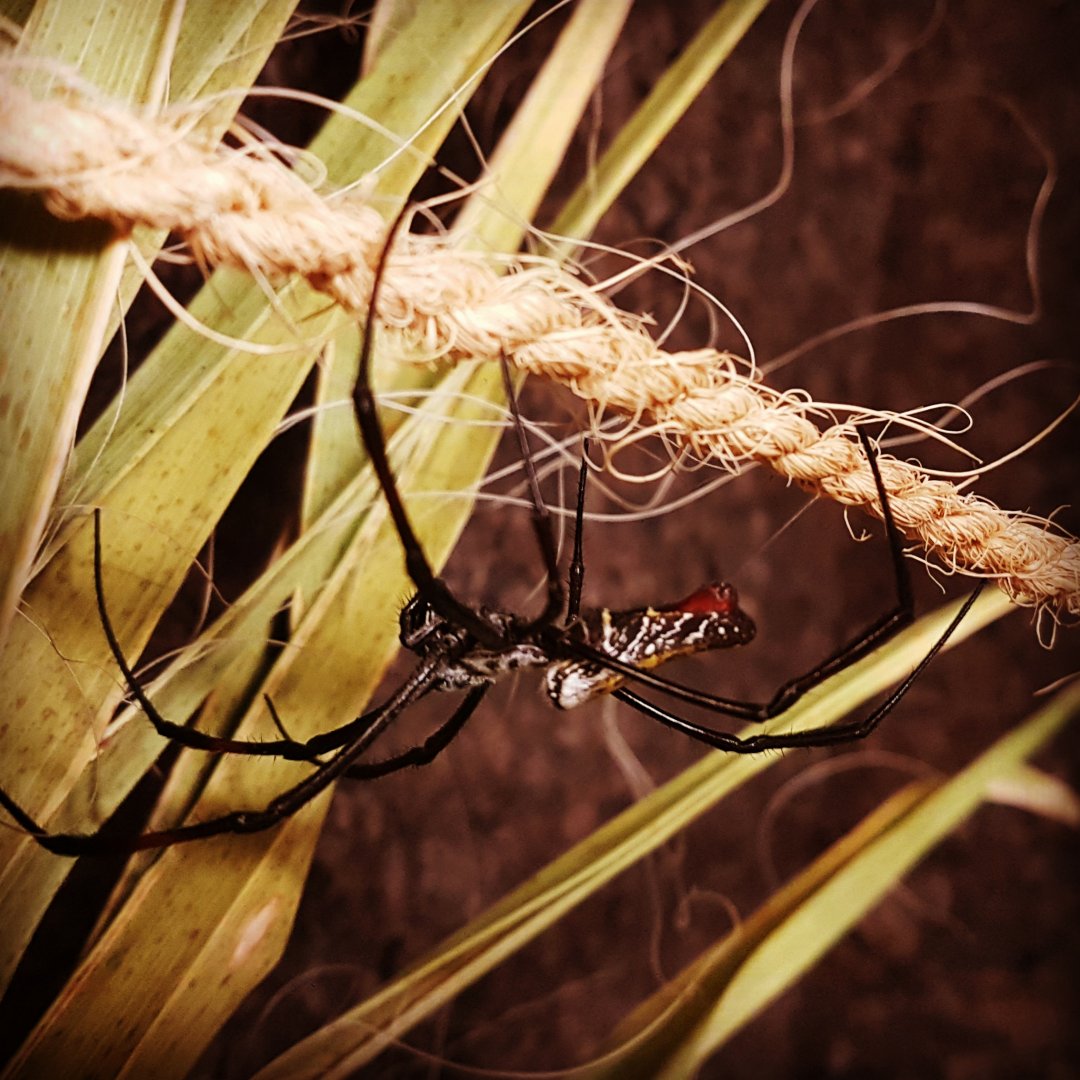 Madagascar Red-legged golden orb-weaver