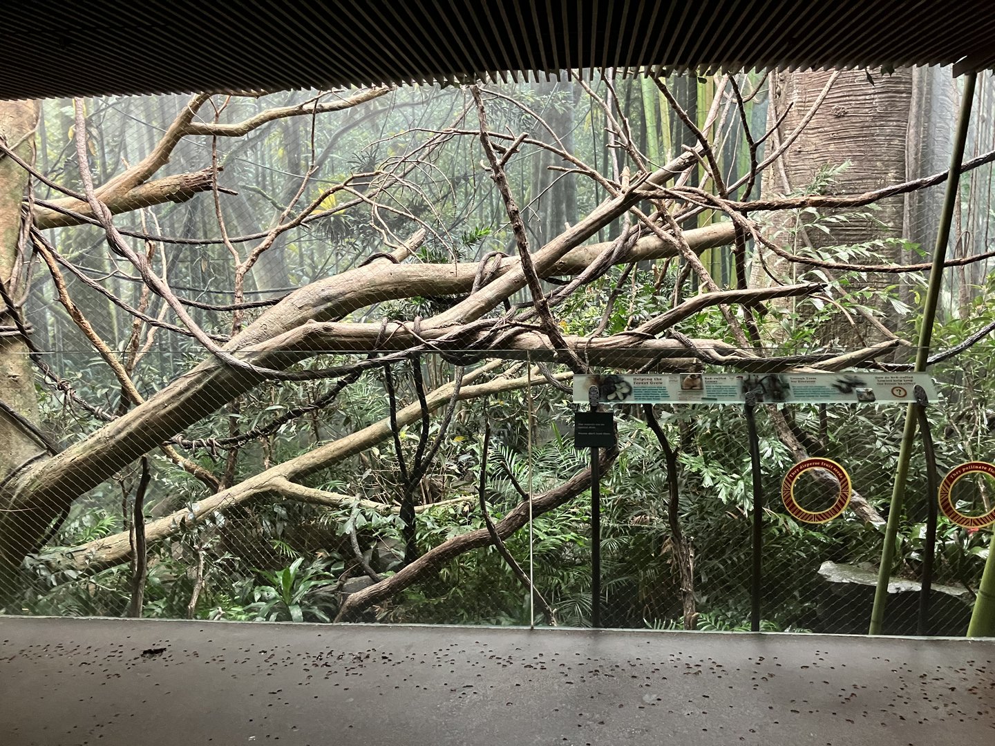 Madagascar - Red Ruffed Lemur Exhibit