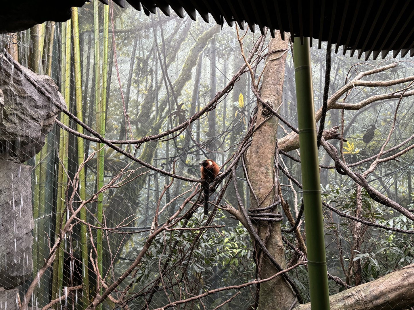 Madagascar!- Red-ruffed Lemur Exhibit