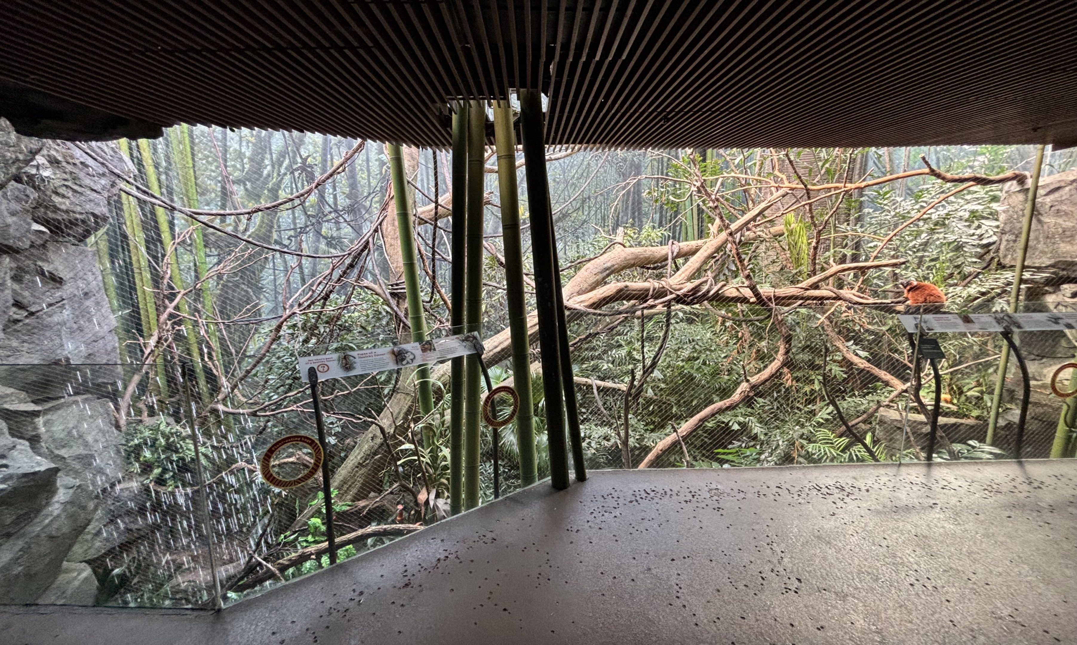 Madagascar! - Red Ruffed Lemur Exhibit