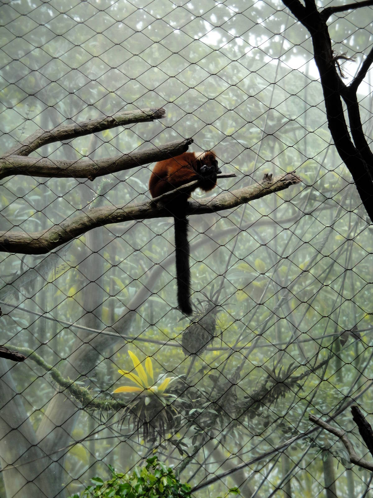 Madagascar - Red Ruffed Lemur