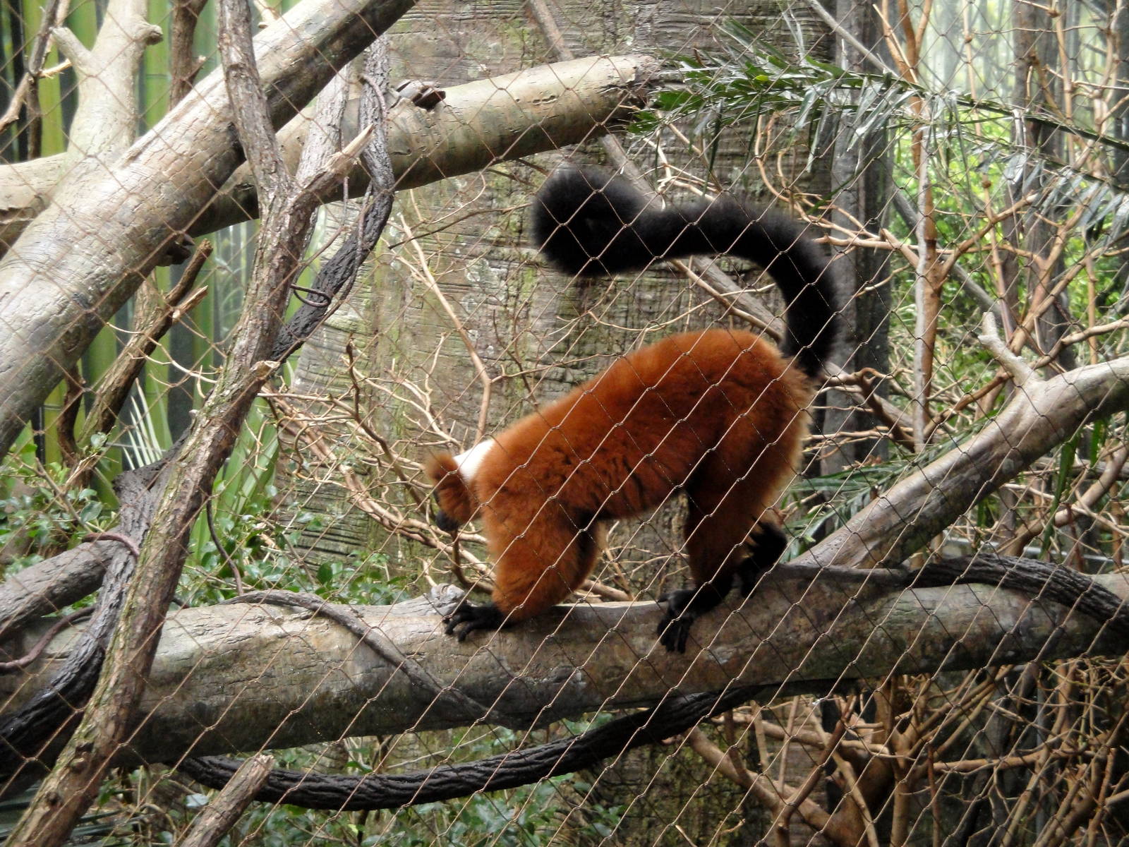 Madagascar - Red Ruffed Lemur