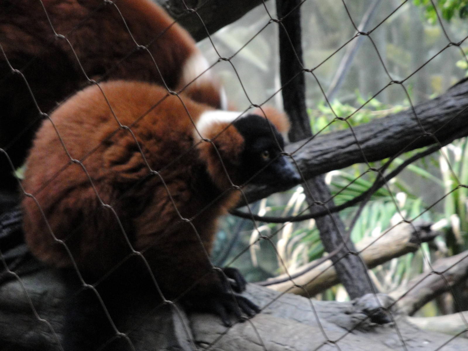Madagascar - Red Ruffed Lemur