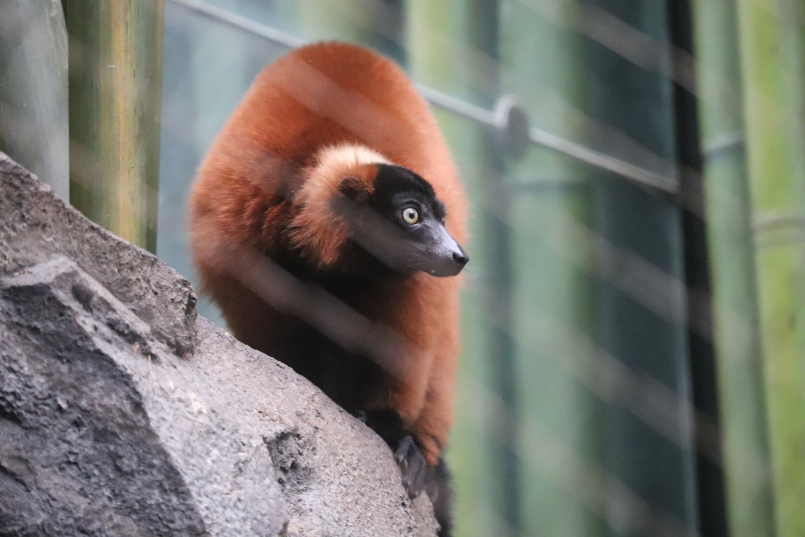 Madagascar! - Red Ruffed Lemur
