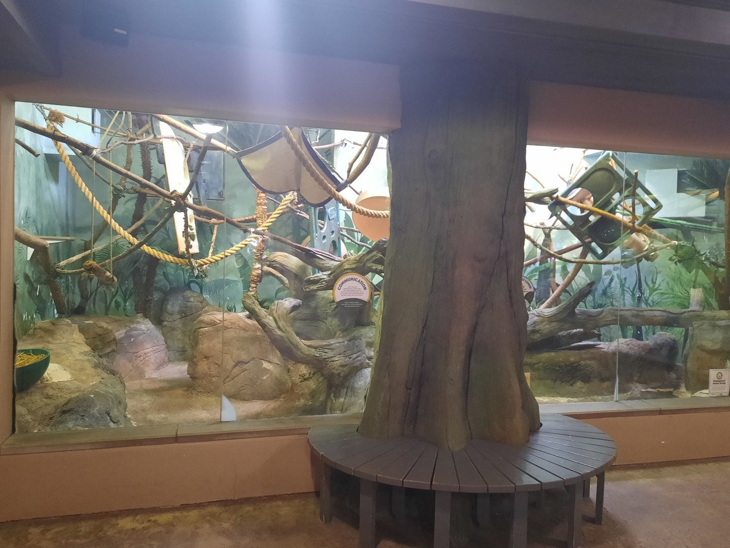 Madagascar - Red Ruffed Lemur