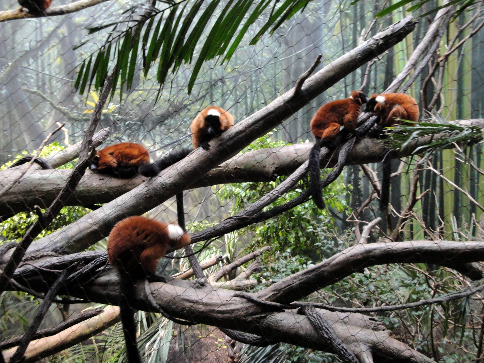 Madagascar - Red Ruffed Lemurs