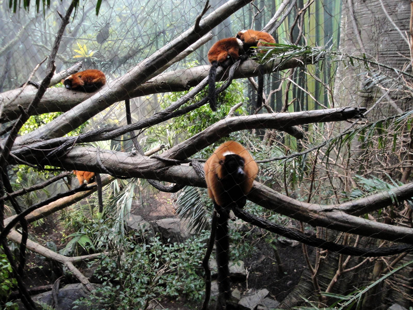 Madagascar - Red Ruffed Lemurs