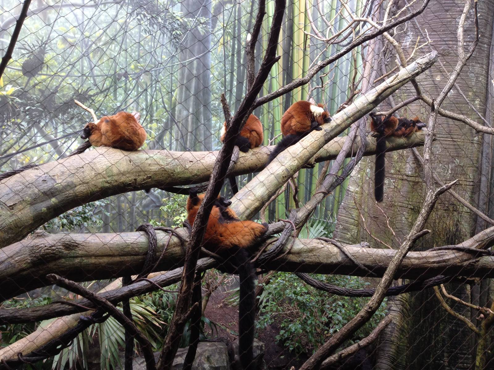 Madagascar! - Red Ruffed Lemurs