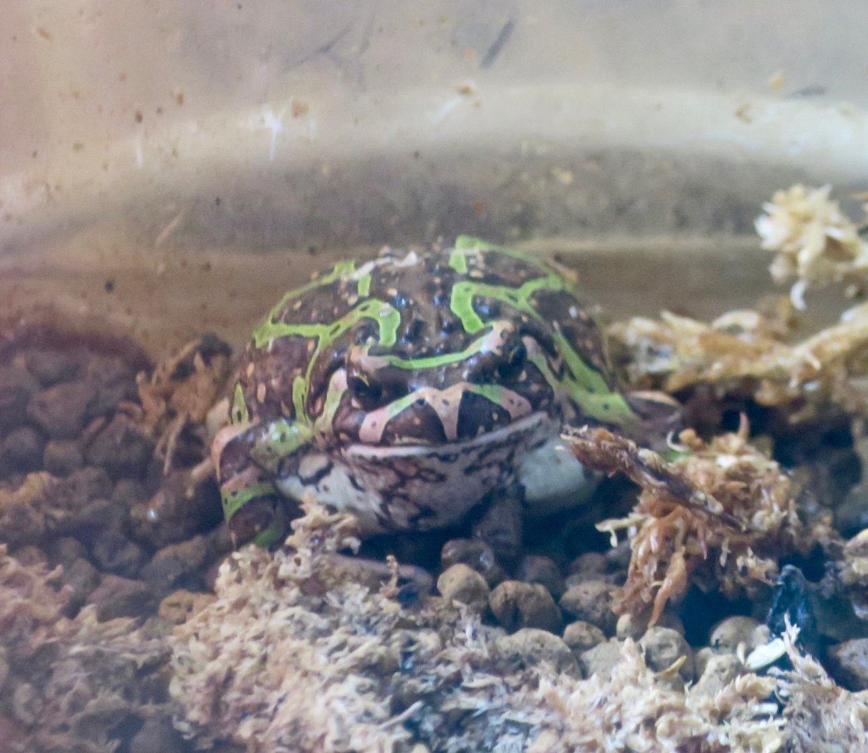 Madagascar Reed Frog (Scaphiophryne madagascariensis)