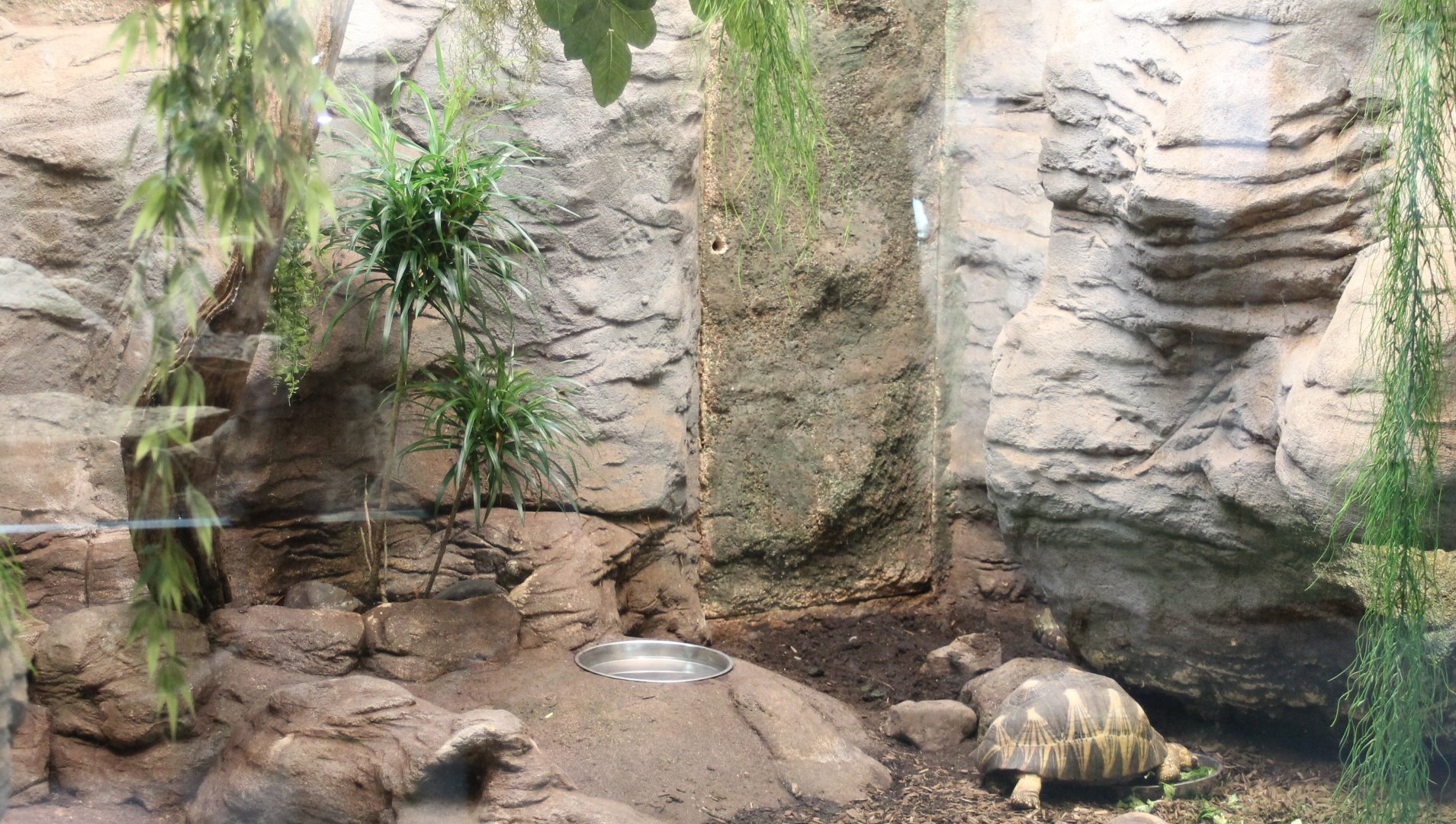 Madagascar reptile enclosure