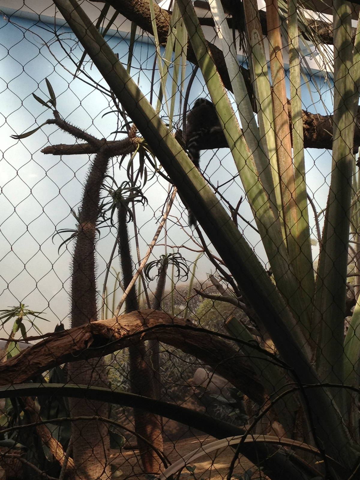 Madagascar! - Ring-Tailed Lemur and Collared Lemur Exhibit / Aviary