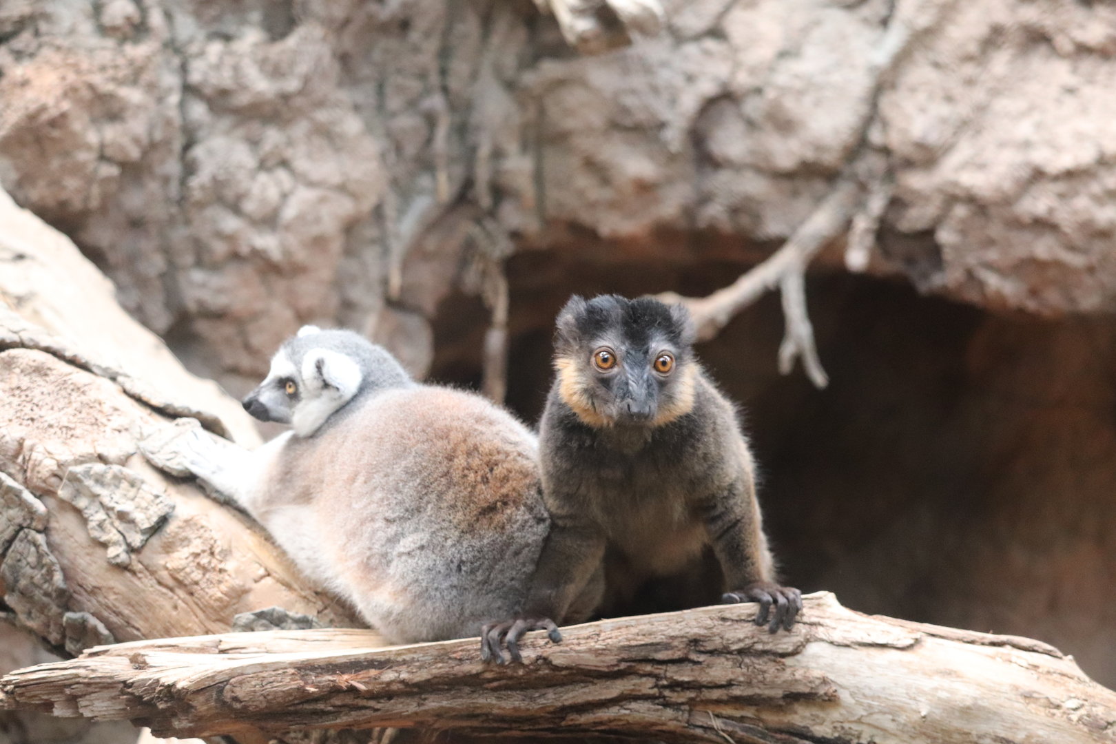 Madagascar! - Ring-Tailed Lemur - Collared Lemur