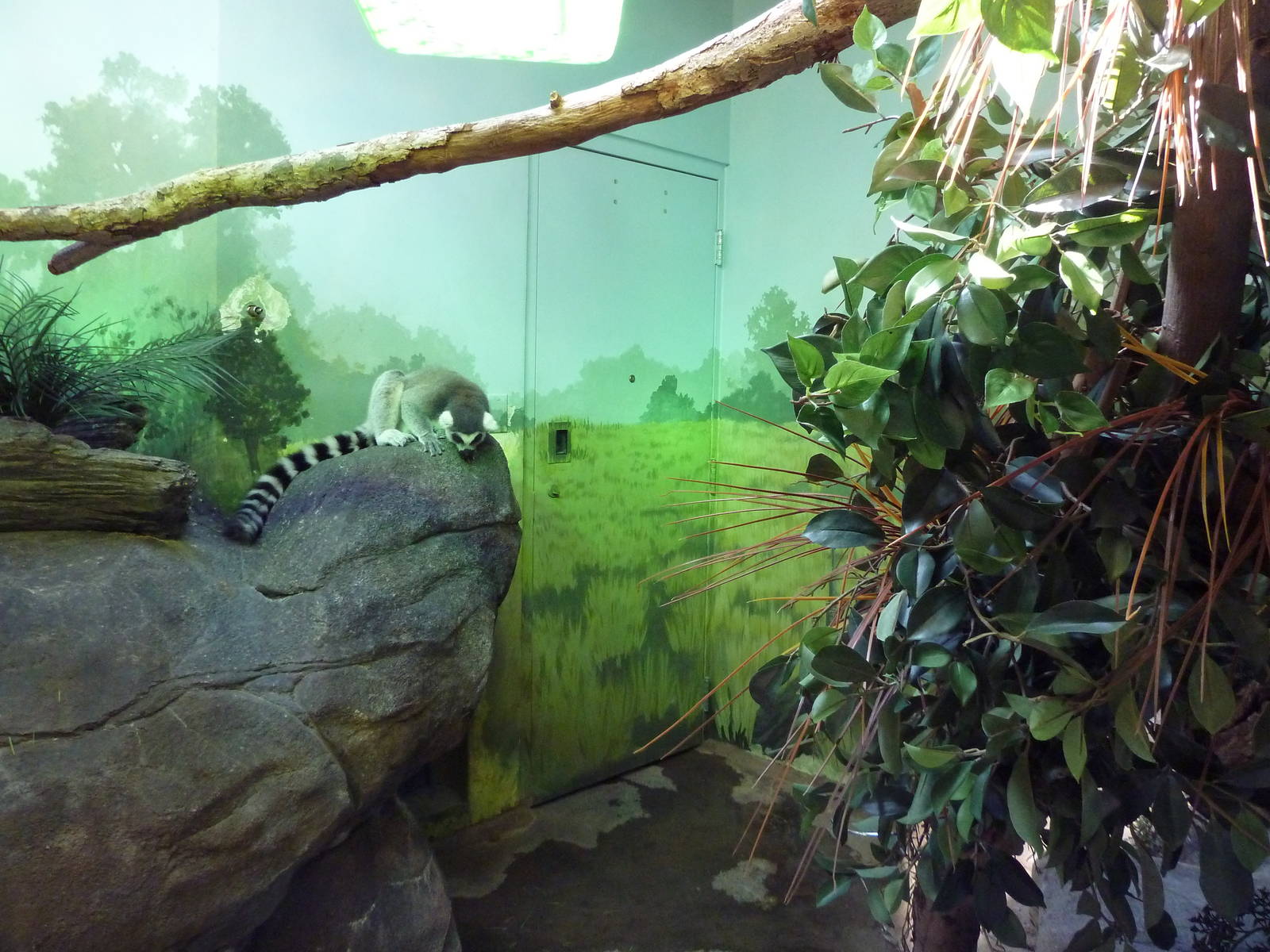 Madagascar - Ring-Tailed Lemur Exhibit