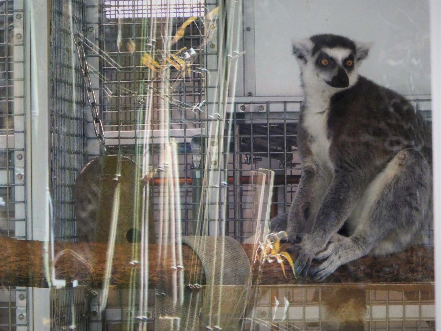 Madagascar - Ring-tailed Lemur in Holding