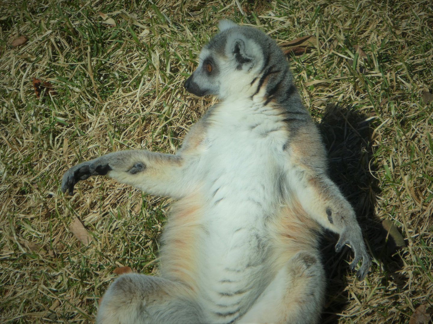 Madagascar - Ring-tailed Lemur