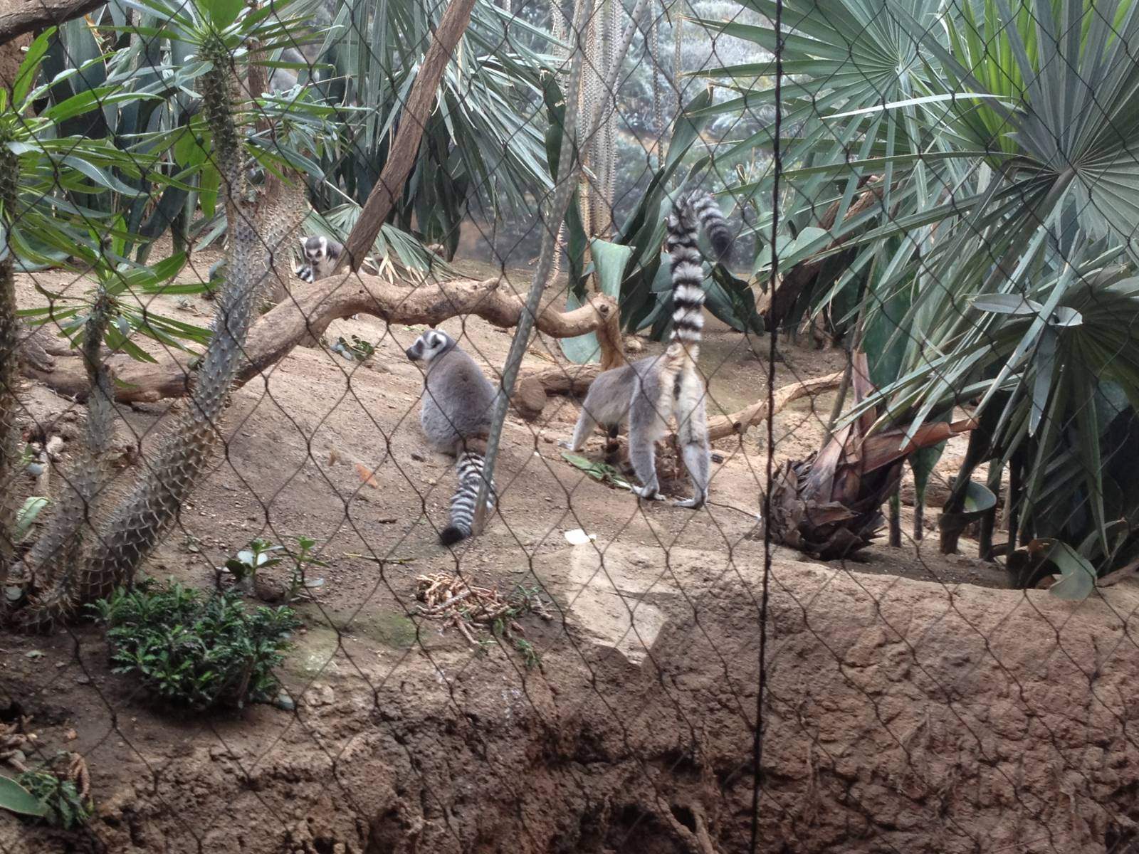 Madagascar! - Ring-Tailed Lemurs