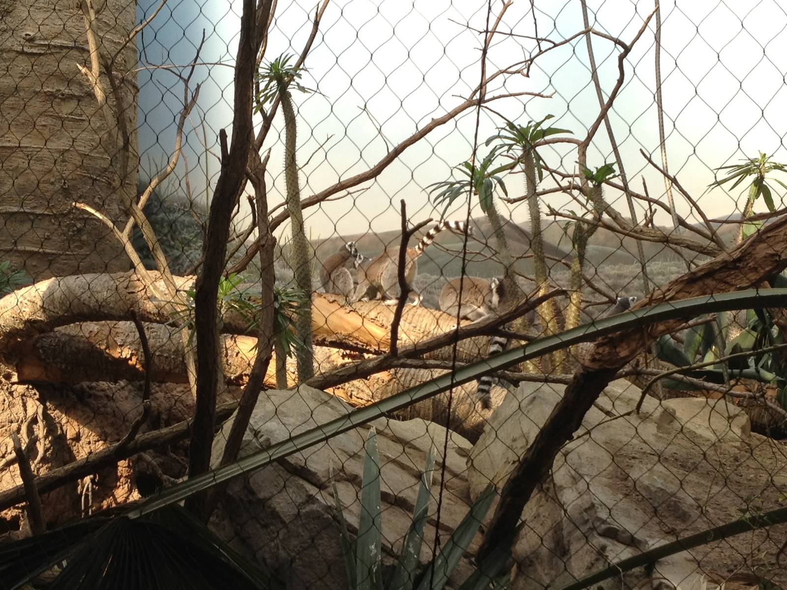 Madagascar! - Ring-Tailed Lemurs