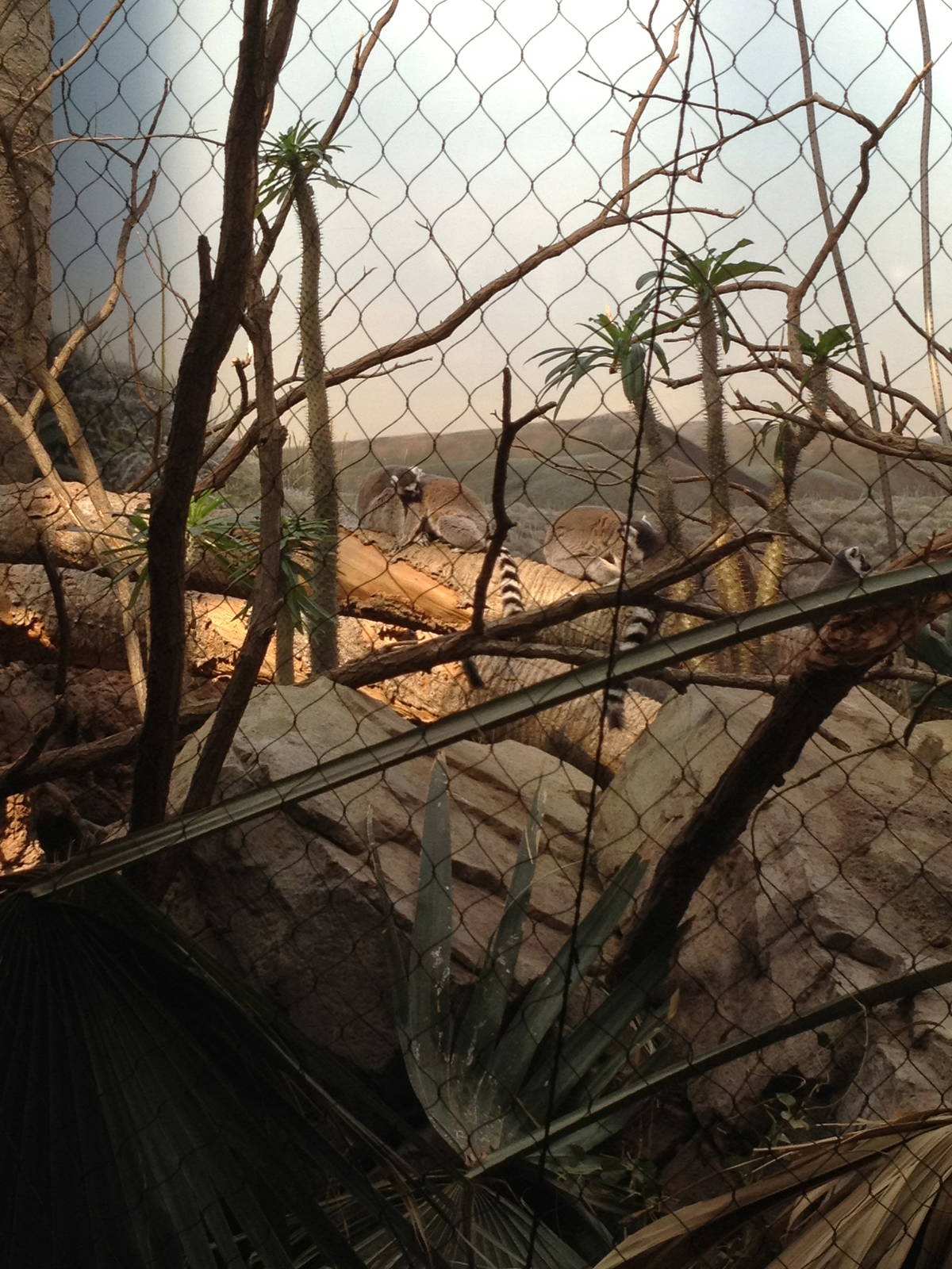 Madagascar! - Ring-Tailed Lemurs