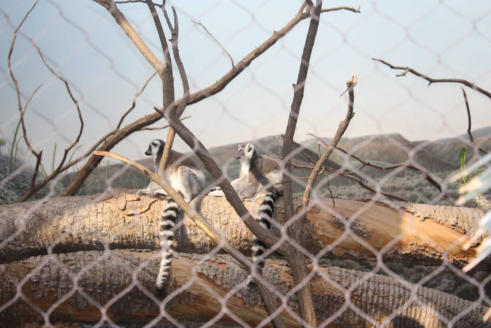 Madagascar!- Ring-Tailed Lemurs