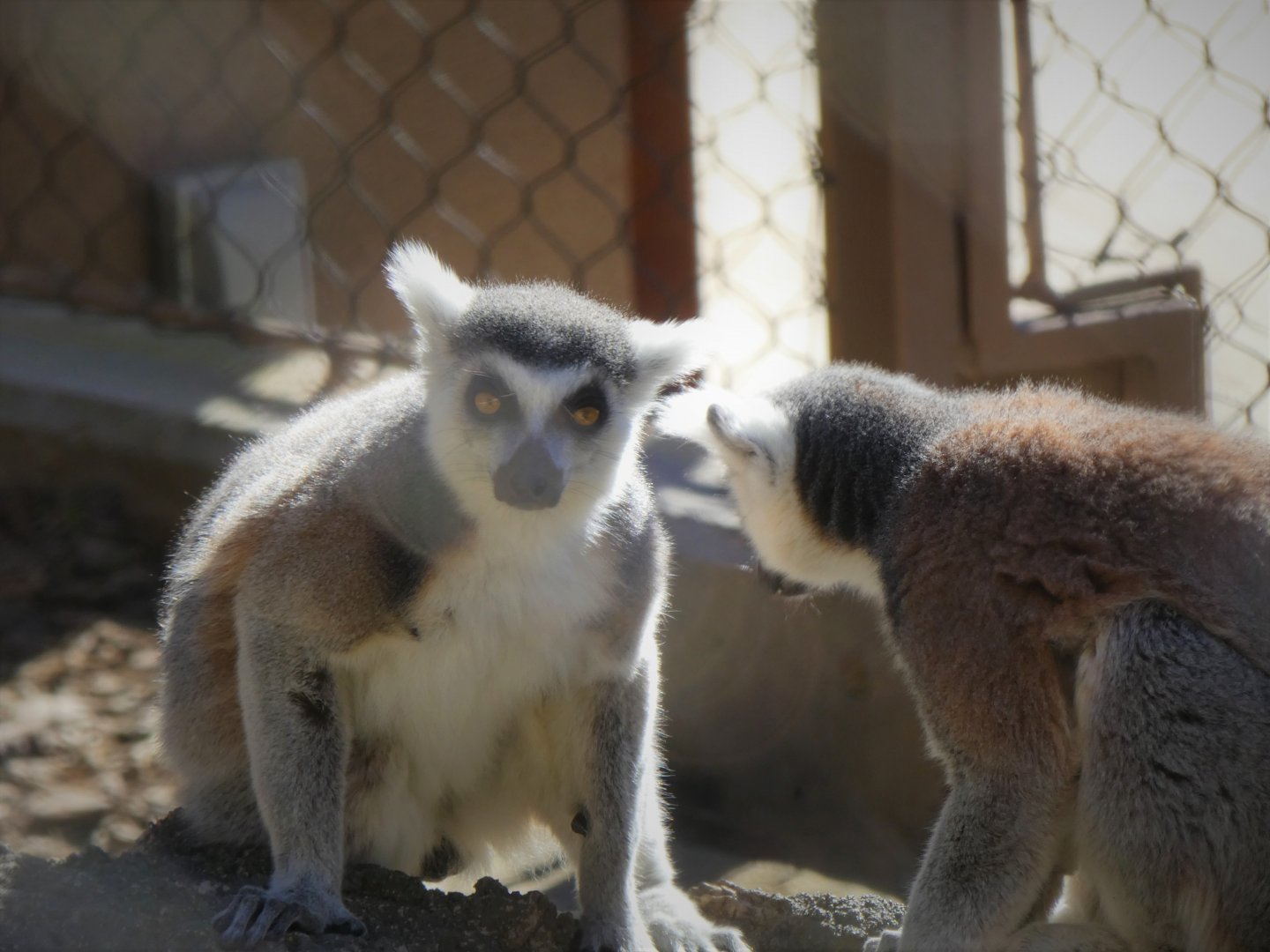 Madagascar - Ring-tailed Lemurs