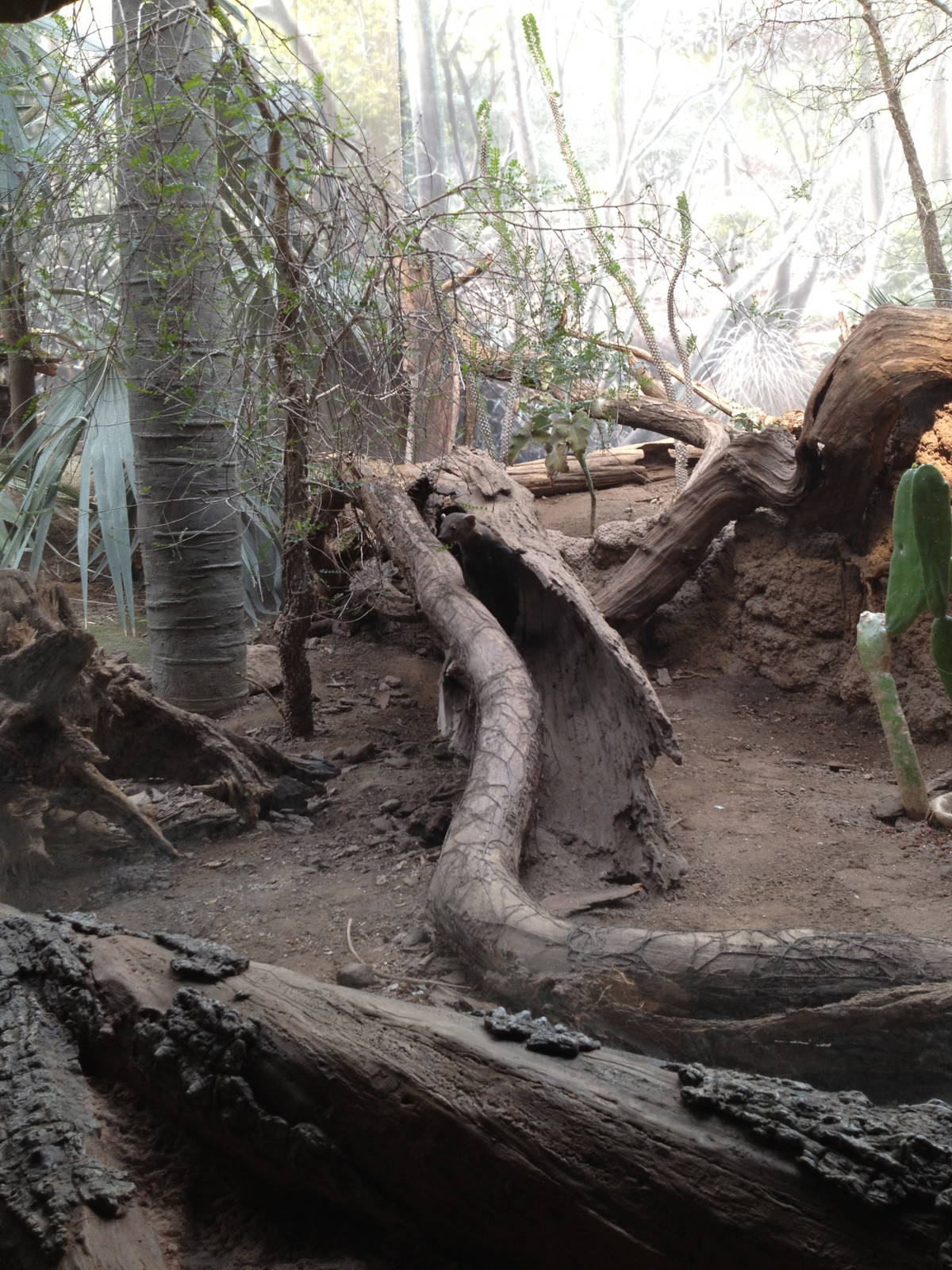 Madagascar! - Ring-Tailed Mongoose Exhibit
